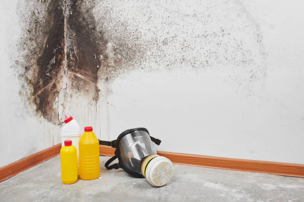 Best Black Mold Removal  in Altavista, VA