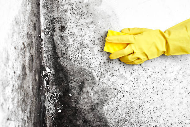 Best Residential Mold Removal  in Altavista, VA