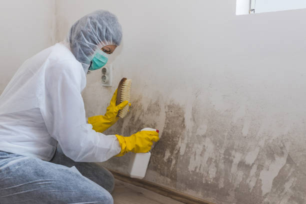 Best Home Mold Removal  in Altavista, VA