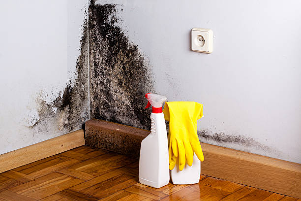 Best Attic Mold Removal  in Altavista, VA