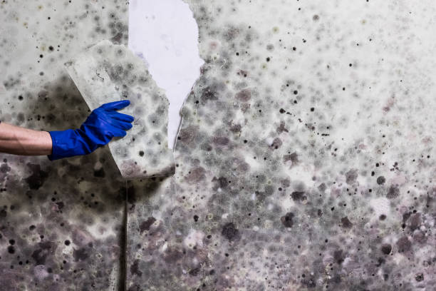 Water Damage Restoration in Altavista, VA